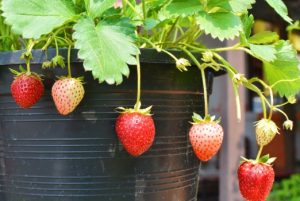 Christine Strawberry Plants