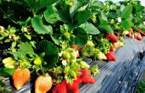 Cupid Strawberry Plants