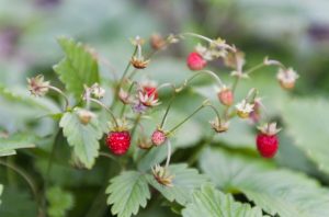 Elegance Strawberry Plants