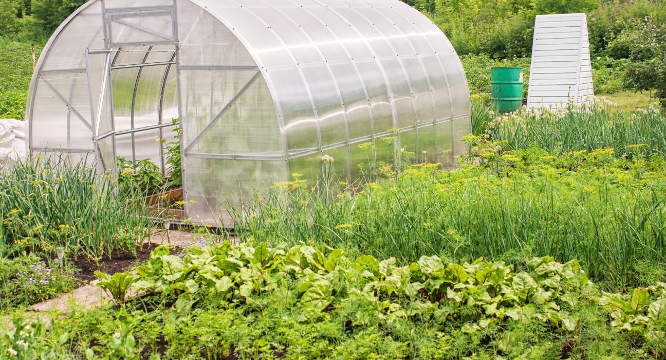 Plastic Greenhouse