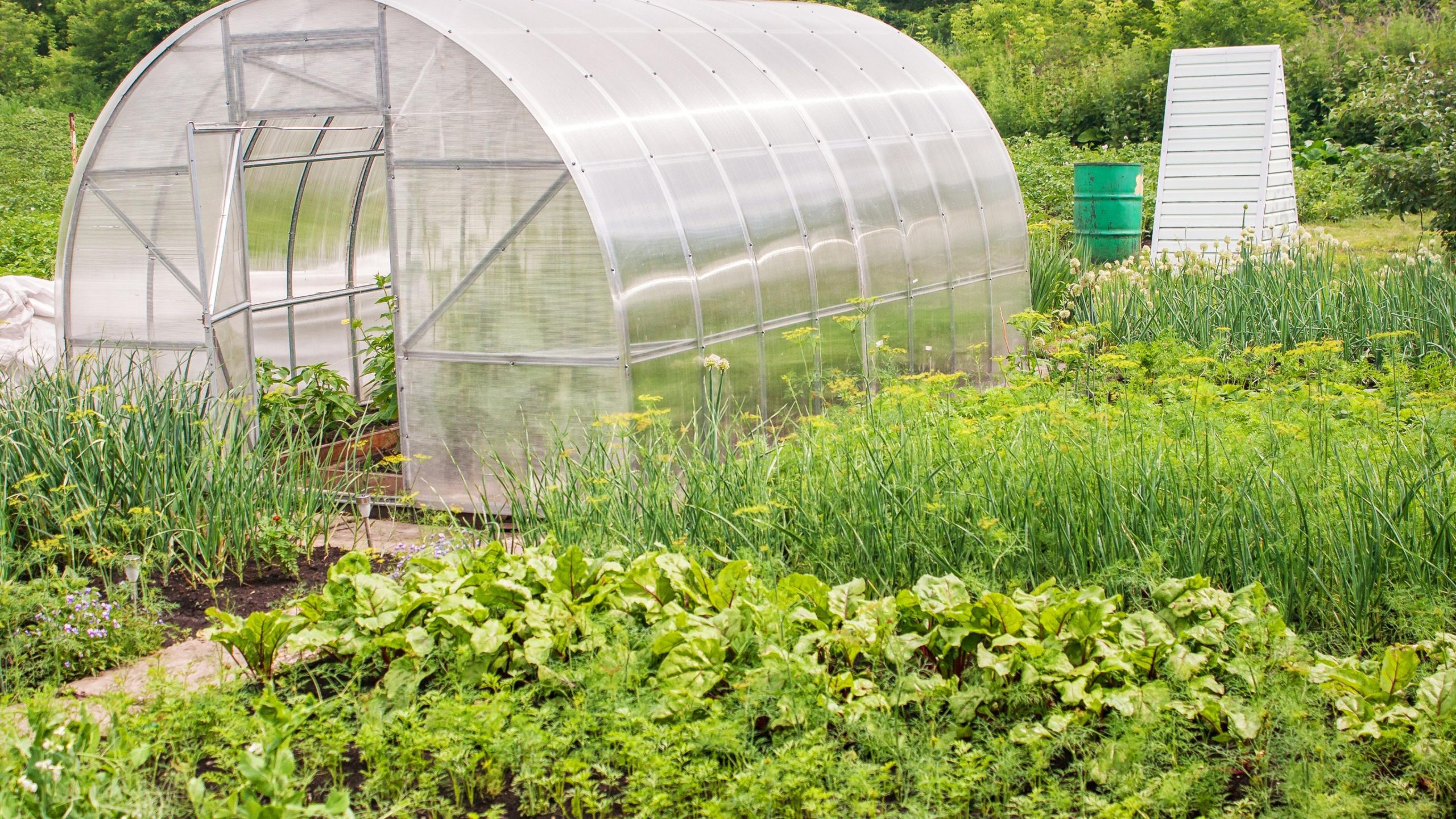 How To Buy the Best Plastic Greenhouse? London Business Mag
