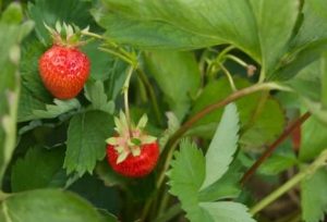 Royal Sovereign Strawberry Plants