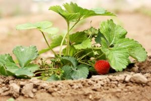 Strawberry Fenella Plants