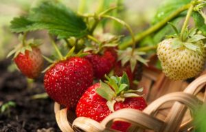 Strawberry Flamenco Plants