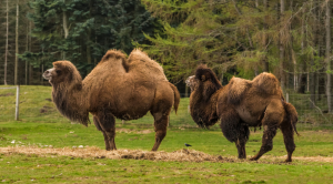 Camels (Domestic Bactrian Camels)