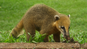 Coati (Brown-nosed)