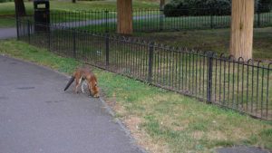 Foxes in London