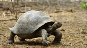 Galápagos tortoises