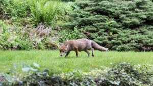 How Many Foxes Are in London