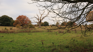 Take a Walk Through Hampstead Heath