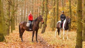 Ride some horses