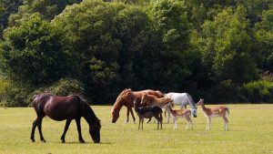 The New Forest