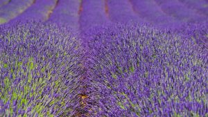 Norfolk Lavender, Norfolk