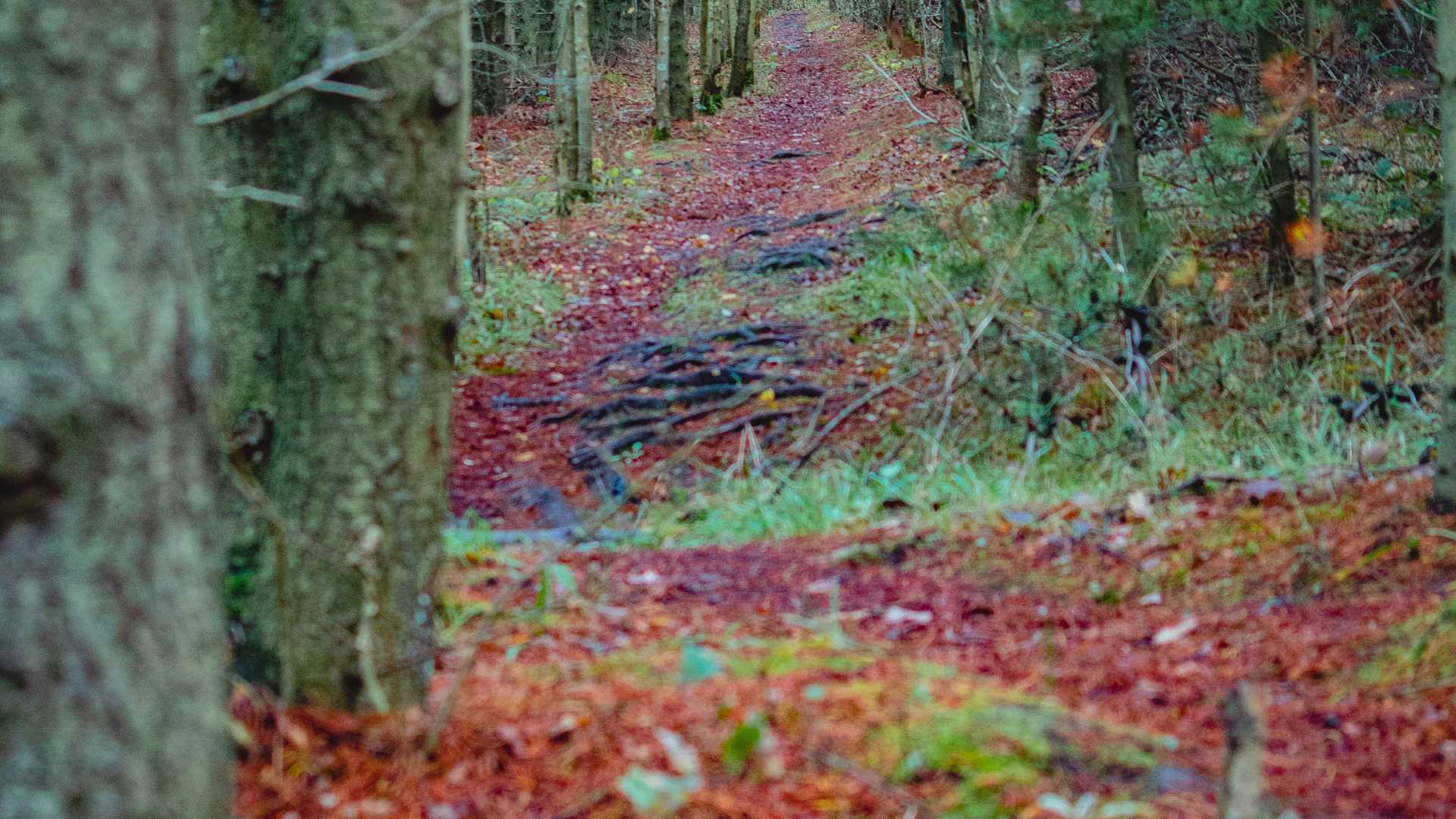 Northumberland in Autumn