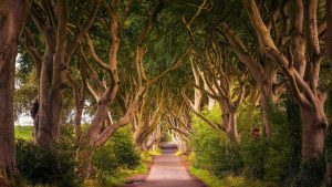 The Dark Hedges, Northern Ireland