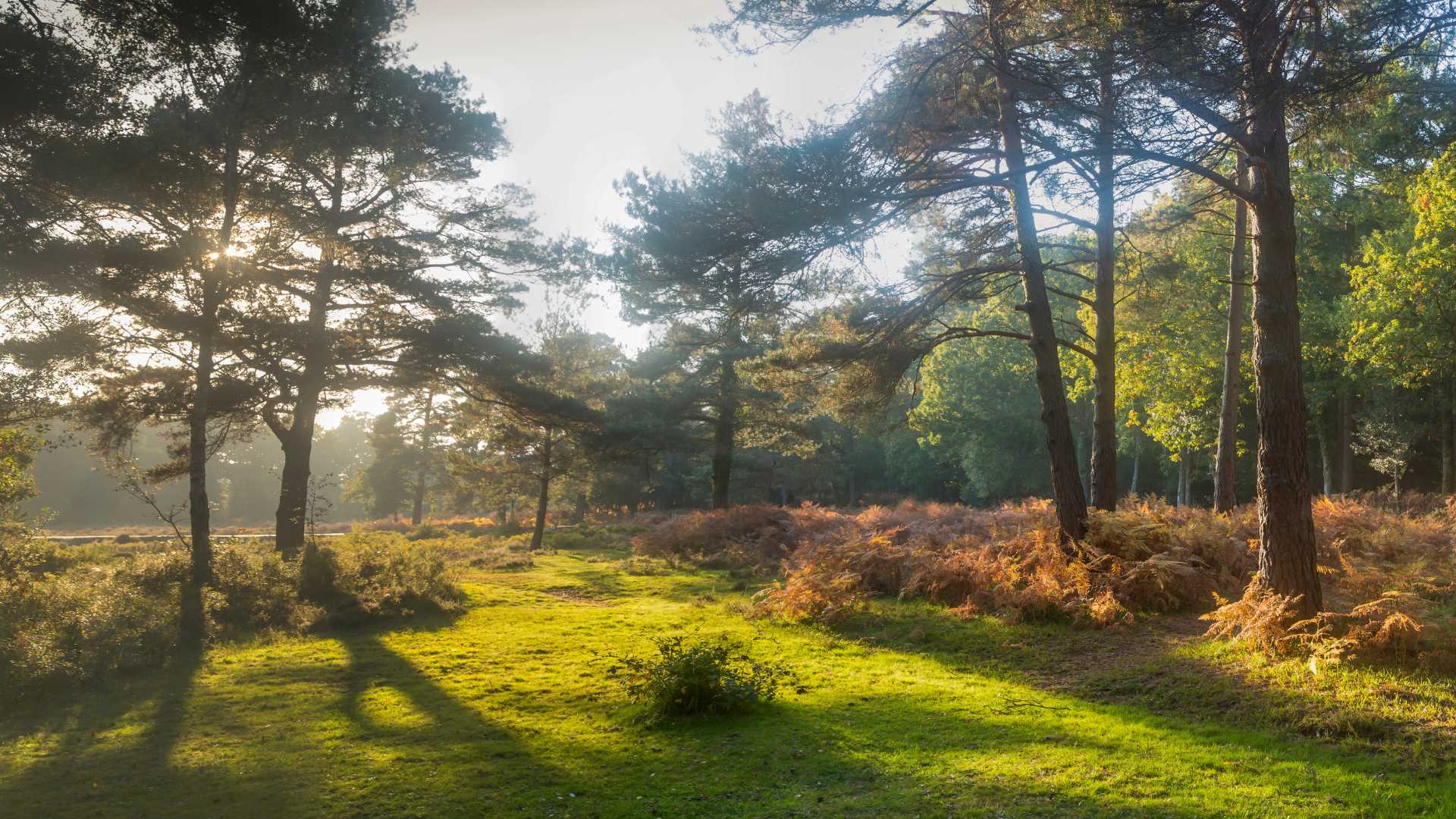 The New Forest in Autumn