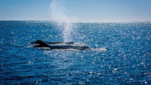 Ningaloo Reef - Australia