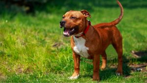 Common Stolen Dog Breeds