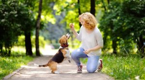 Tips for Pet Owners to Protect Their Animals