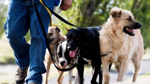 Becoming A Dog Walker