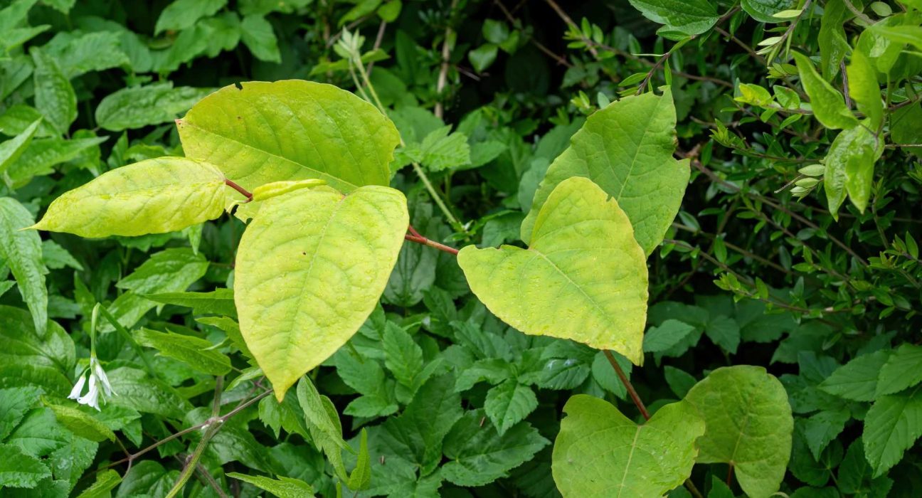 Ways Japanese Knotweed Can Damage Your Business Property