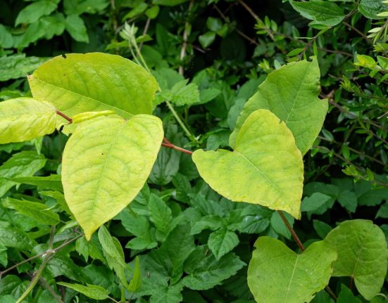 Ways Japanese Knotweed Can Damage Your Business Property